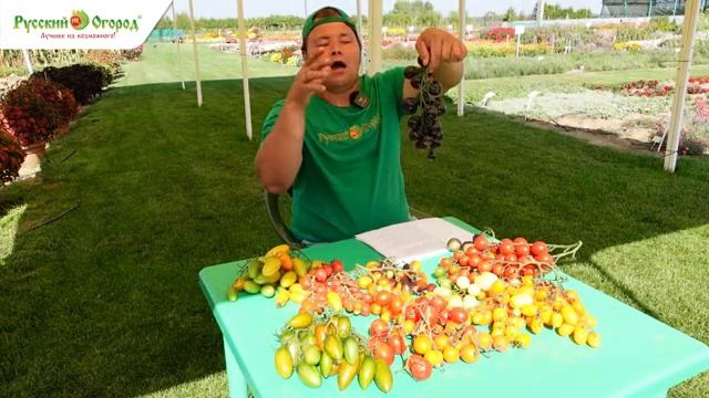 Обзор миниатюрных томатов. смотреть онлайн
