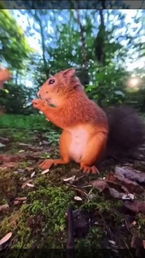 Красота природы 🌲