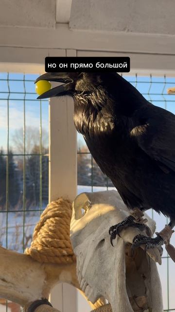 Китайский виноград смотреть онлайн