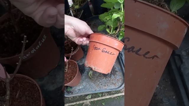 5 апреля 2024 г.                    Продажа саженцев гортензий и клубни георгин.