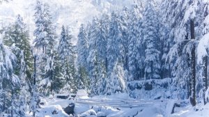 ACMR - Успокаивающий снегопад. Звук легкого ветерка и падающего снега в лесу