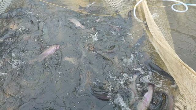 Форель чувствует себя отлично👍 смотреть онлайн