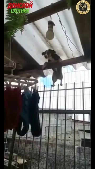 Охота - Когда не взяли н а охоту смотреть онлайн