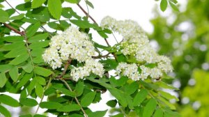 Ой, цвети кудрявая рябина.  Поёт Валентина Дробышева  . Гармонь Анатолий Чижов.