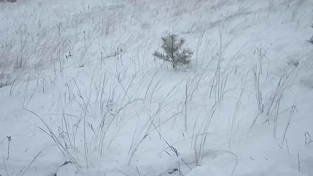 последние три ёлки выбираем смотреть онлайн