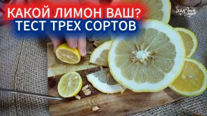 КАКОЙ ЛИМОН ЗАВЕСТИ ДОМА? СРАВНИВАЕМ ПАНДЕРОЗА, МЕЙЕРА И ПАВЛОВСКИЙ ЛИМОН.