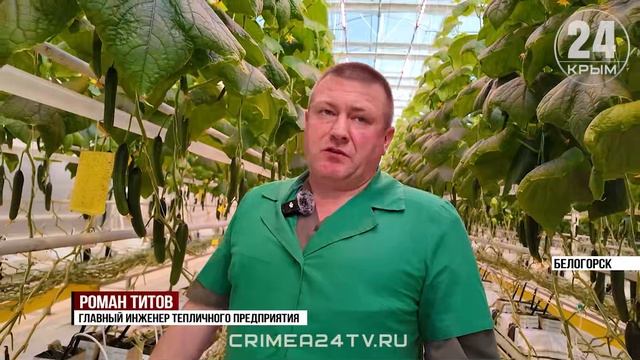 Конвейер для огурцов: как в Белогорске собирают урожай овощей смотреть онлайн