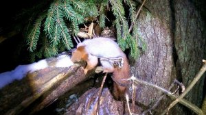 Ночная проверка капканов на куниц. Утешительный приз.