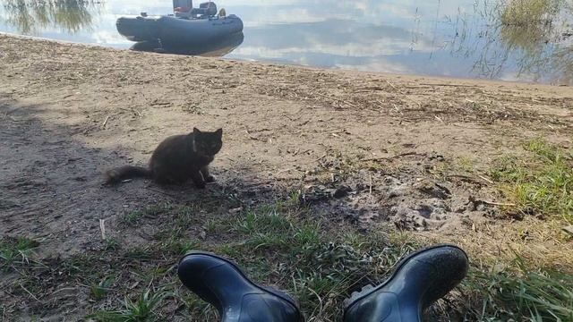 Рузские голодные коты)