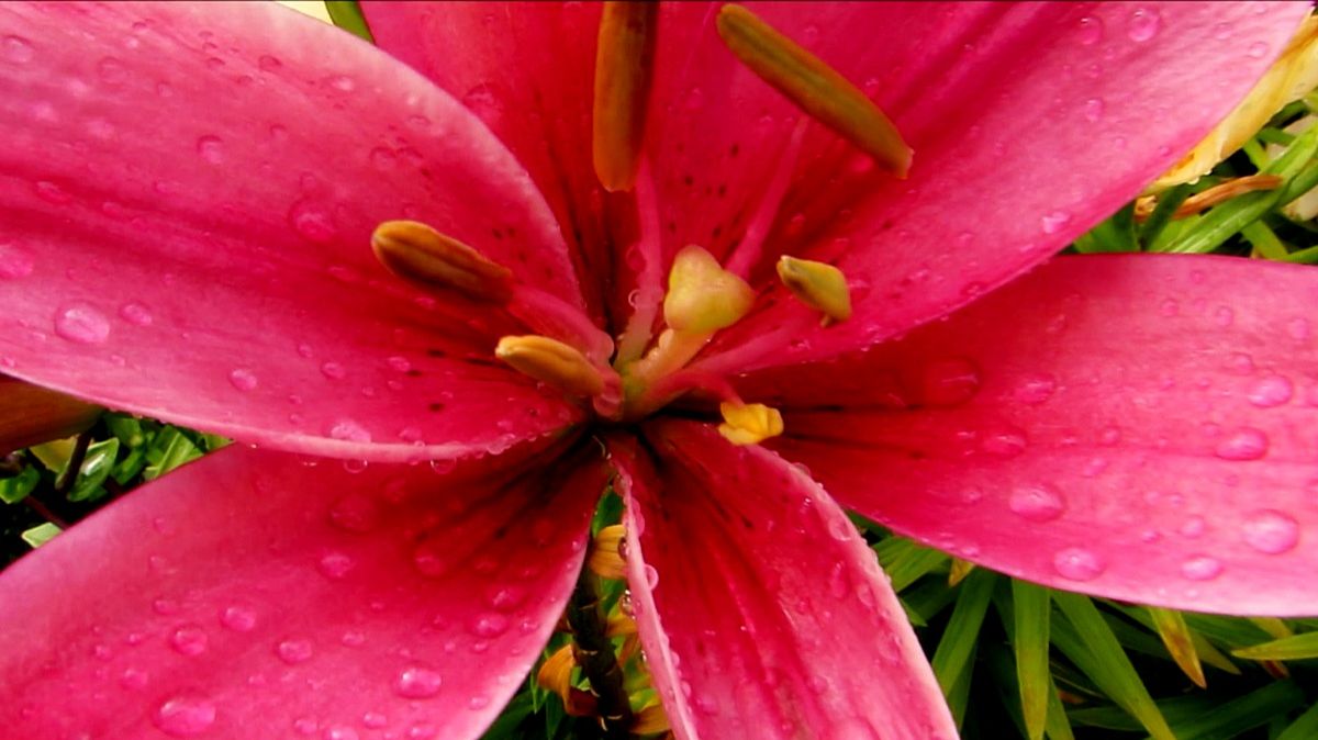 Наши лилии смотреть онлайн