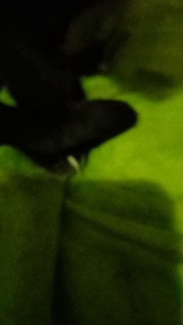 обзор на моджика!🤗