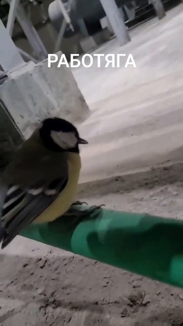 Синица на заводе смотреть онлайн