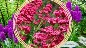 Интересные редко встречающиеся многолетние растения. «Ботанические портреты»