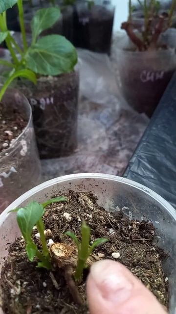 06.04.2025  Георгины проросли пора пере аживать. Продажа георгин.