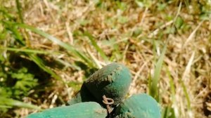 Нашёл орла-Коп 13.06.21. Поиск с металлоискателем #поискмонет #монеты #equinox900 #equinox #minelab