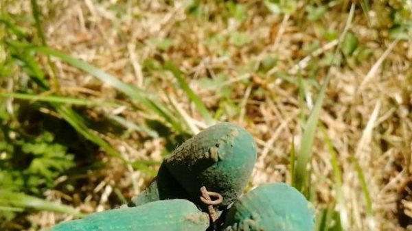 Нашёл орла-Коп 13.06.21. Поиск с металлоискателем #поискмонет #монеты #equinox900 #equinox #minelab