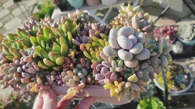 Суккуленты, уличный обзор, часть 5 смотреть онлайн