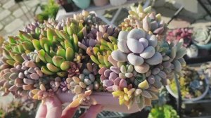 Суккуленты, уличный обзор, часть 5