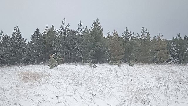 на гору с бензопилой за ёлками смотреть онлайн