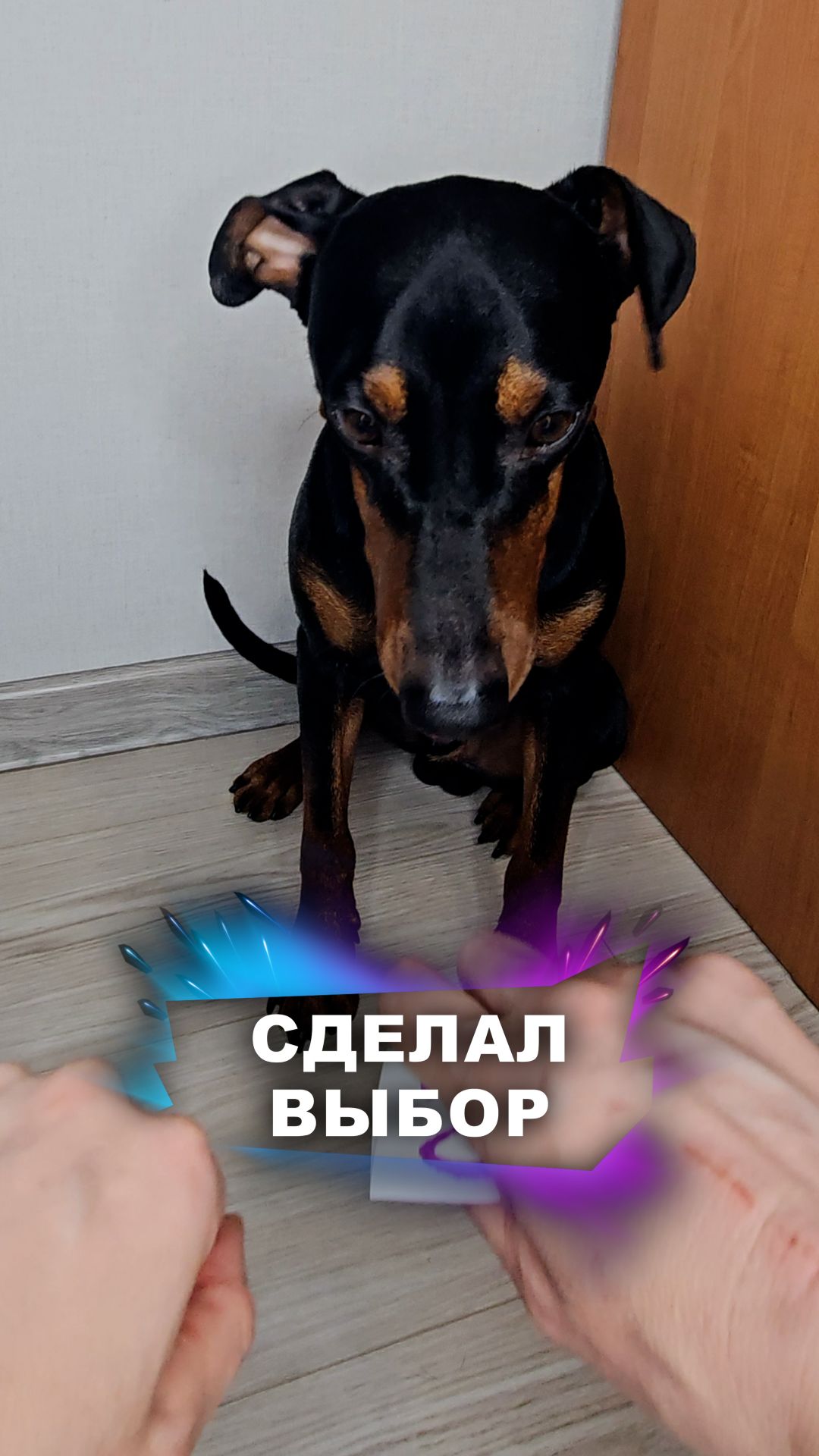 Выбрал сеанс на вечер #животные смотреть онлайн