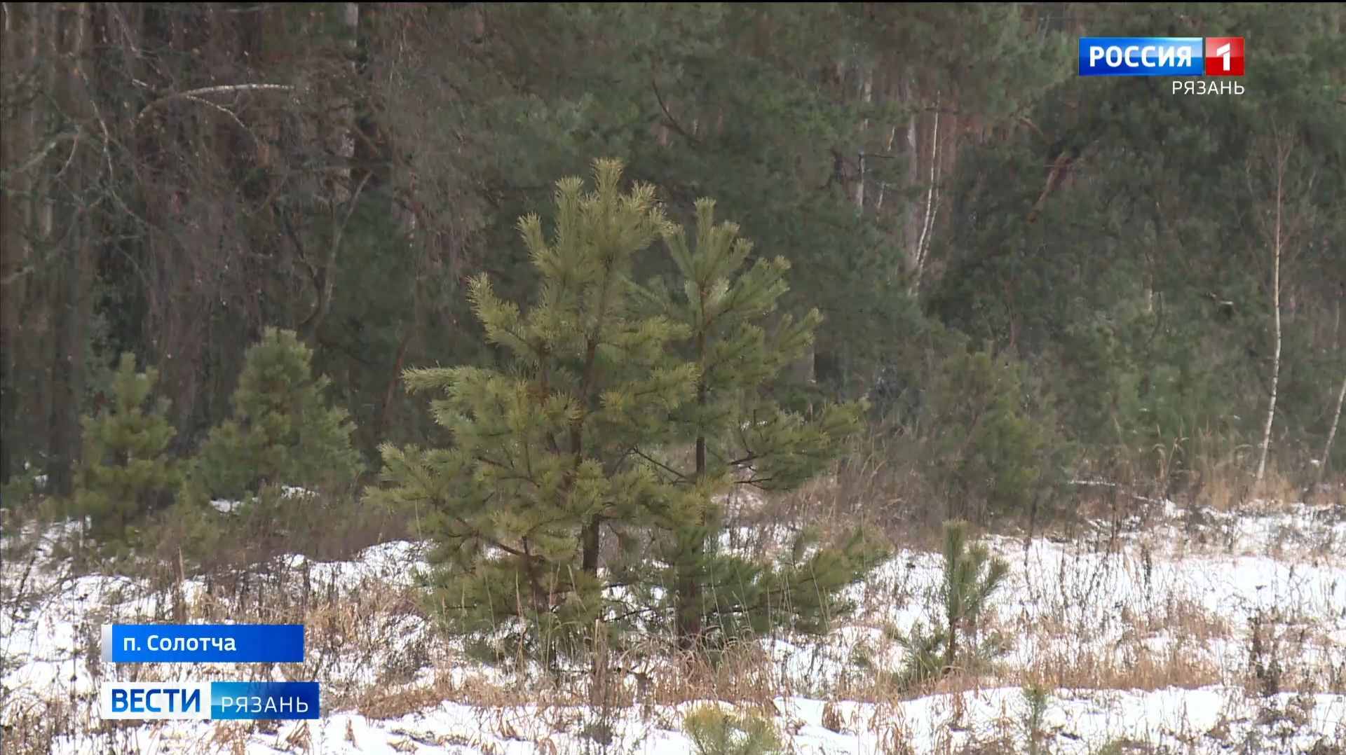 В связи с предстоящими праздниками в регионе усилили охрану хвойных лесов смотреть онлайн