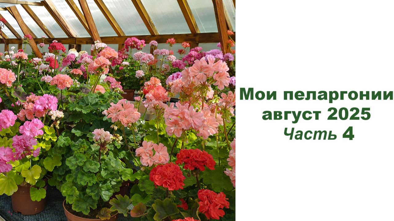 Мои пеларгонии, август 2025. Часть 4. Обзор сортов. смотреть онлайн