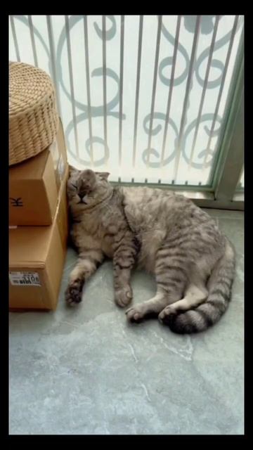 #кот #мышка #смех #ржака #юмор смотреть онлайн