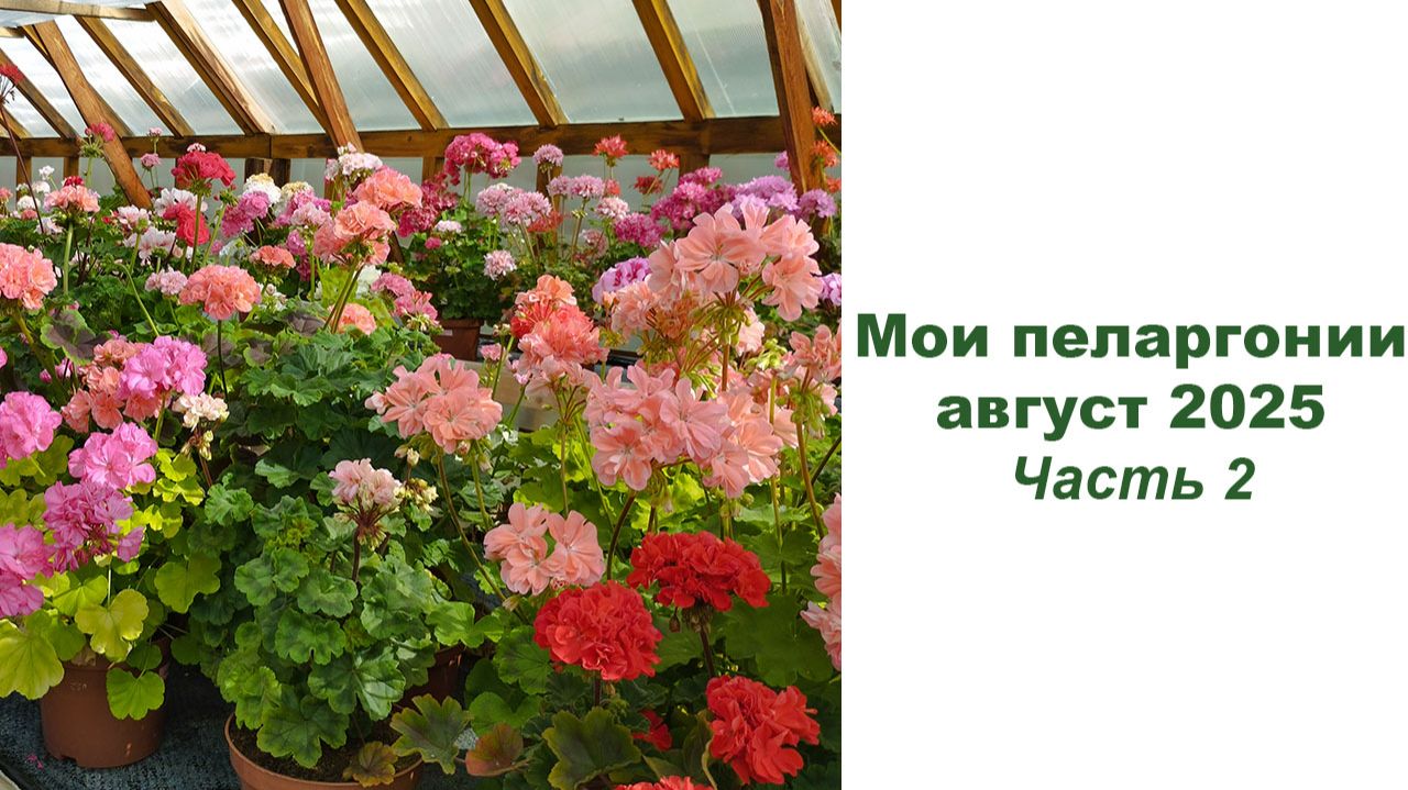 Мои пеларгонии, август 2025. Часть 2 смотреть онлайн