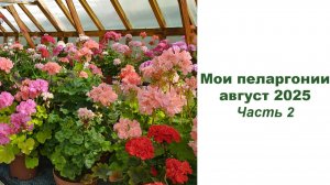 Мои пеларгонии, август 2025. Часть 2