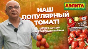 Наш ПОПУЛЯРНЫЙ томат ДОБРАЯ ФЕЯ F1 - УЛЬТРАУРОЖАЙНЫЙ и УЛЬТРАРАННИЙ.