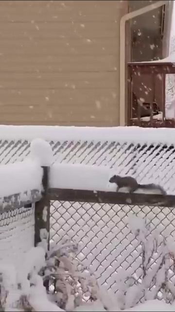 Орехи ищет смотреть онлайн