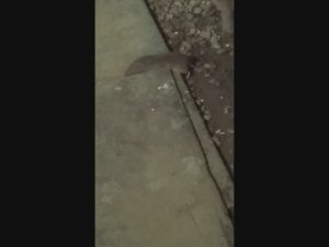 Мышка-слесарушка Mouse-plumber