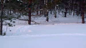 Руководитель Лысковского лесничества Александр Романов