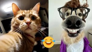 Смешные видео приколы|Коты и собаки