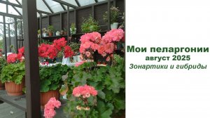 Мои пеларгонии, август 2025. Часть 1