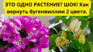 ЭТО ОДНО РАСТЕНИЕ? ШОК! Как вернуть бугенвиллии 2 цвета