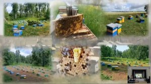 1300 пчелосемей Никиты Плюты - выступление пчеловода на Апифоруме Алтай-2025