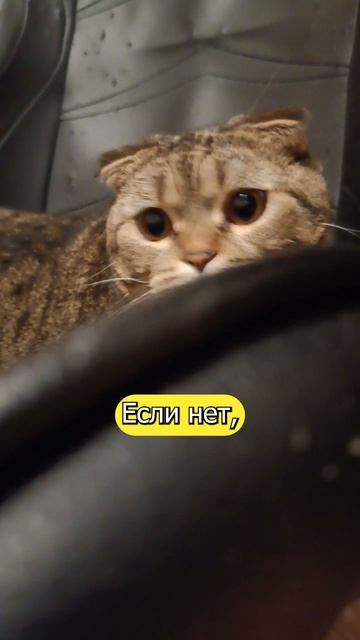 НЕ РАССТРАИВАЙТЕ КОТИКА!!😏🥺#коты #кот #котики #cat #cats  #кошка #кошки #котята #котик #котэ  #кот