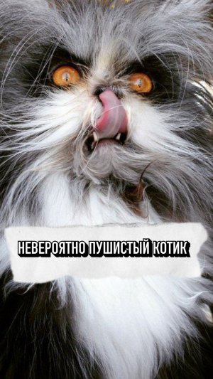Это невероятно пушистый котик 😍