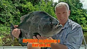 ЛУЧШАЯ подборка о ПИРАНЬЯХ