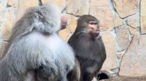 Люська с Елисеем ПЕРЕГОВАРИВАЮТСЯ, но Елисей все-равно НЕРВНИЧАЕТ, что Люси НЕТ РЯДОМ!