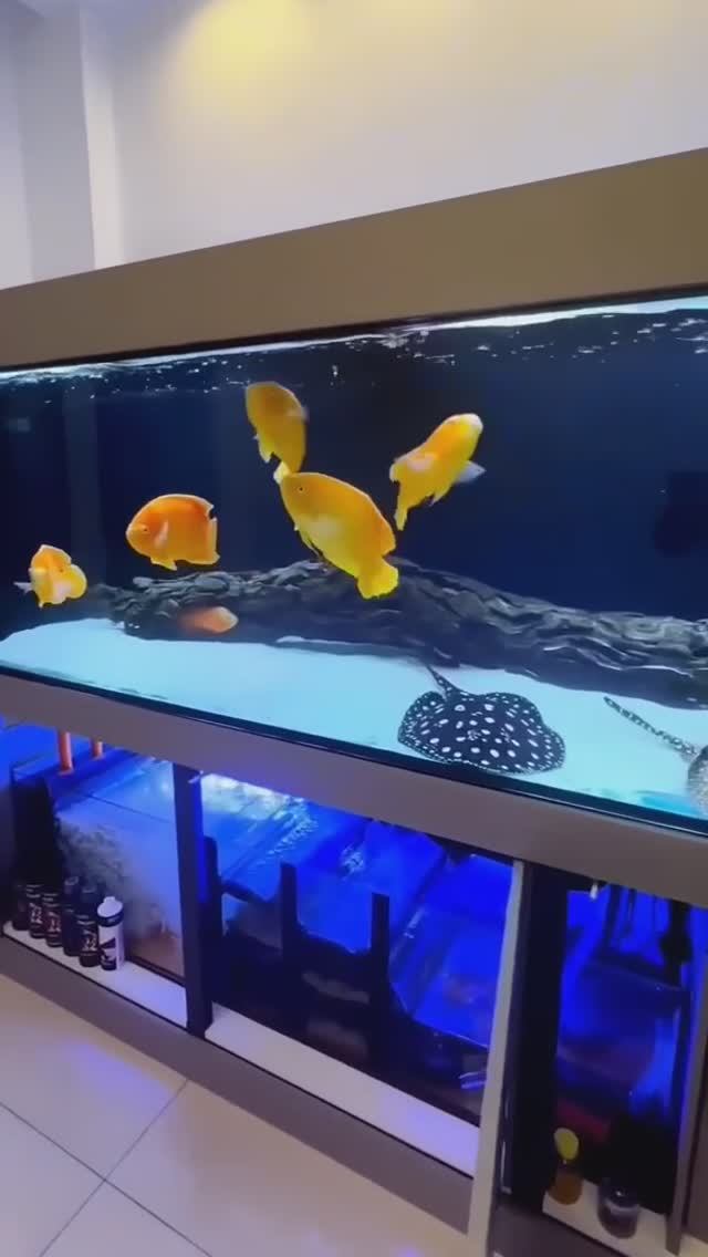 Золотые Астронотусы