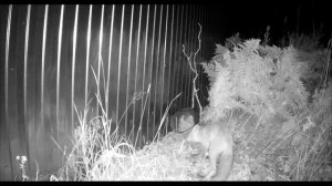 Лиса в КП-180.