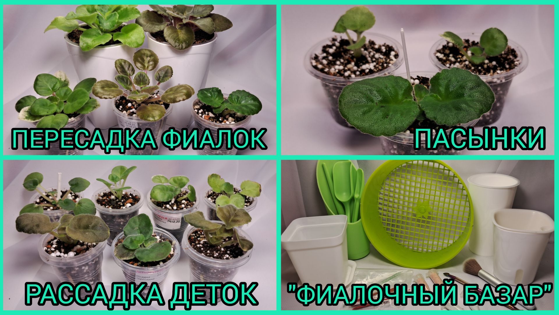 Пересадки фиалок. Пасынки. Отсадка и рассадка деток. "Фиалочный базар". смотреть онлайн