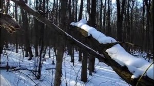 охота на лису проходными капканами, капкан на куницу, капкан на ястреба, установка капкана