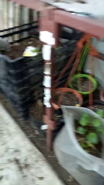 Георгины почувствовали весну 29 января