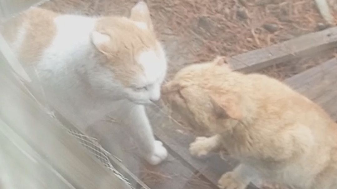 ЧТО за ТИГОР ... смотреть онлайн