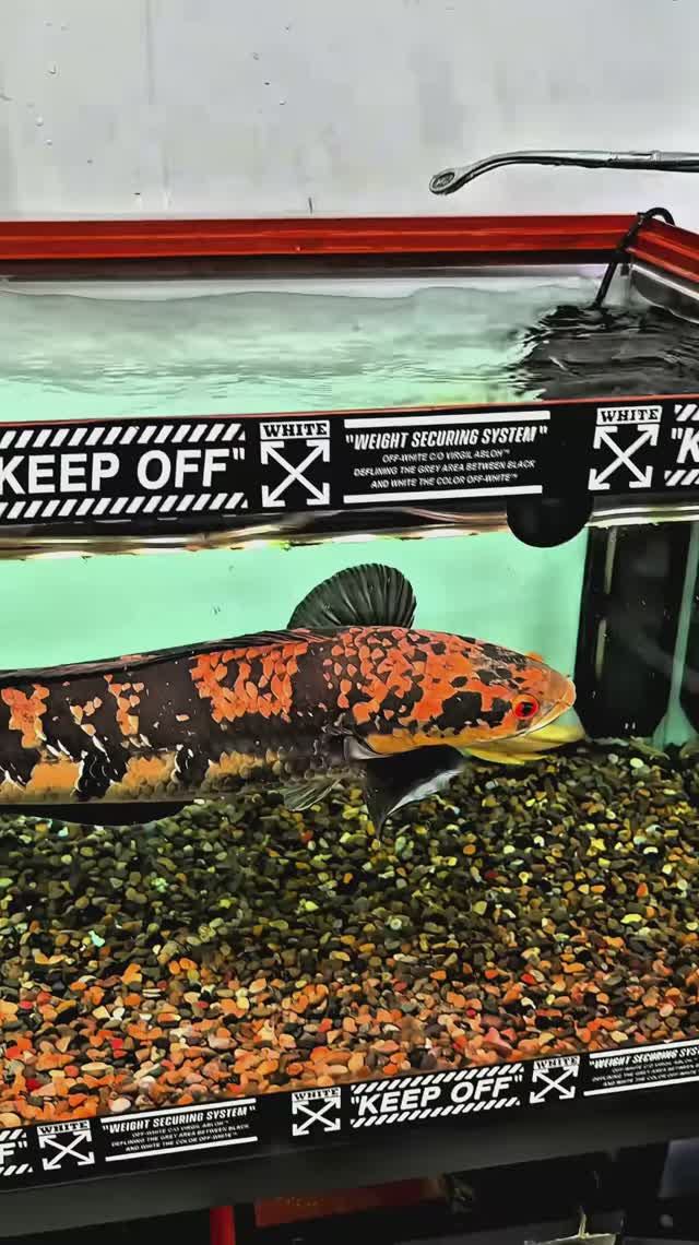 Жёлтый змееголов Мару Ломпат