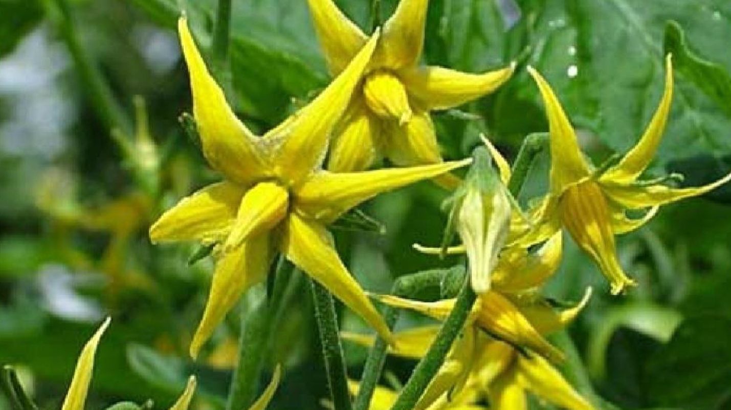 О переопылении помидоров смотреть онлайн