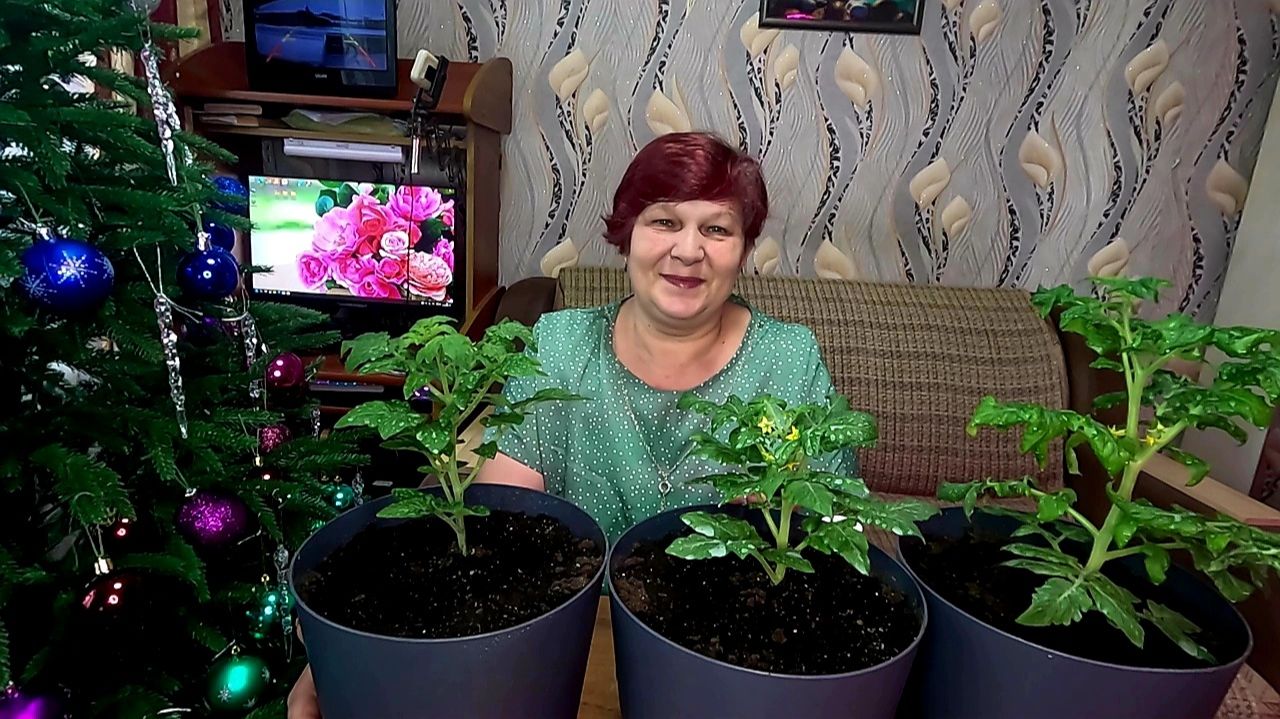 Такого у меня ещё не было!!! Томаты цветут и самое время подкормить!!